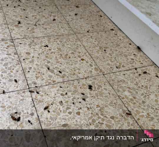 רצפה עם חרקים מתים ולכלוך
